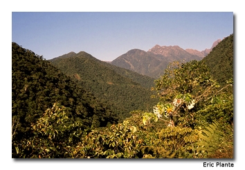 The Manu Cloud Forest is so named because of its higher elevation, cooler temperatures and increased moisture. 